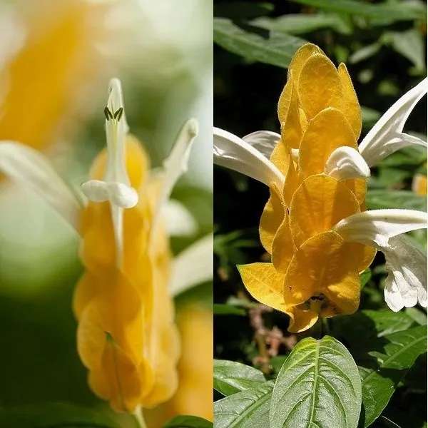 Flor Planta Camarão-Amarelo