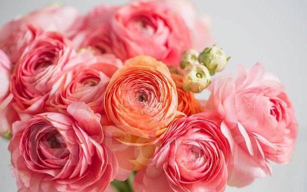 1549863688183 bulletin edited