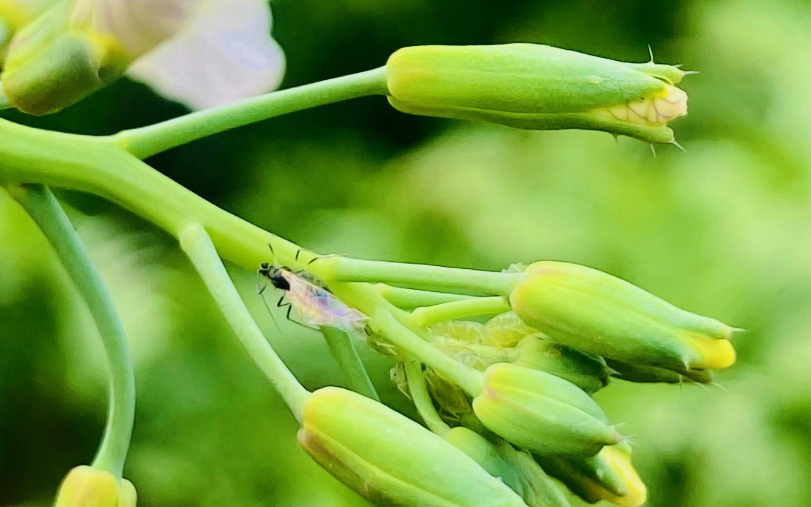 adnan sami WrJmfbB6Jp8 unsplash edited