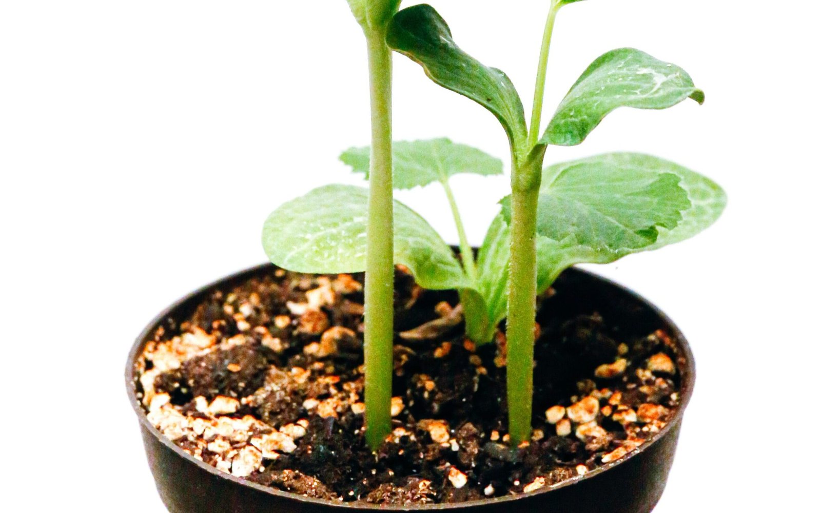 suri huang GfRrX64mdik unsplash edited scaled