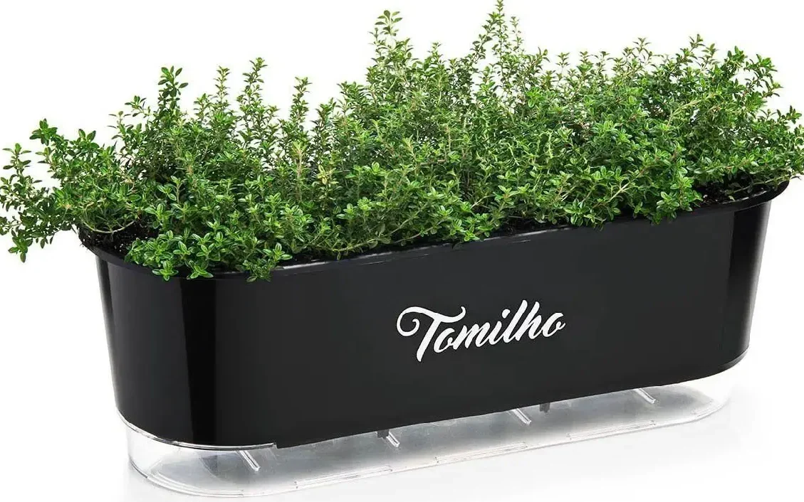 cultivo do tomilho em casa como cultivar o tomilho em casa edited