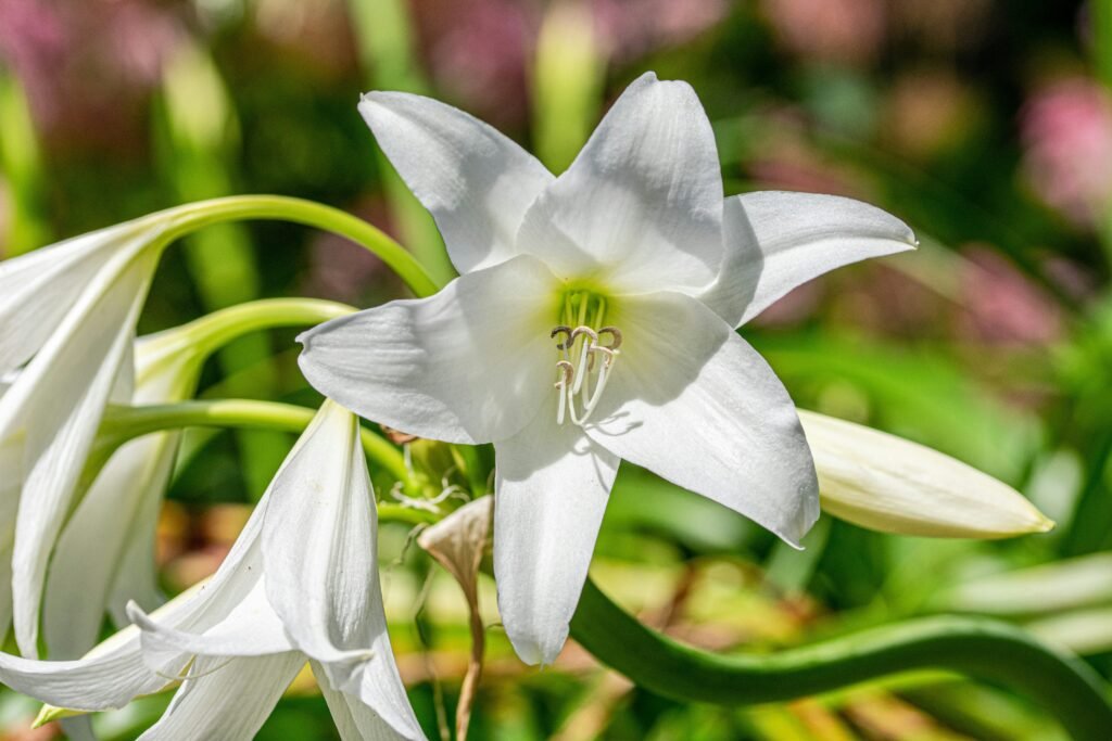 ellephant NSDQrtoM1c0 unsplash