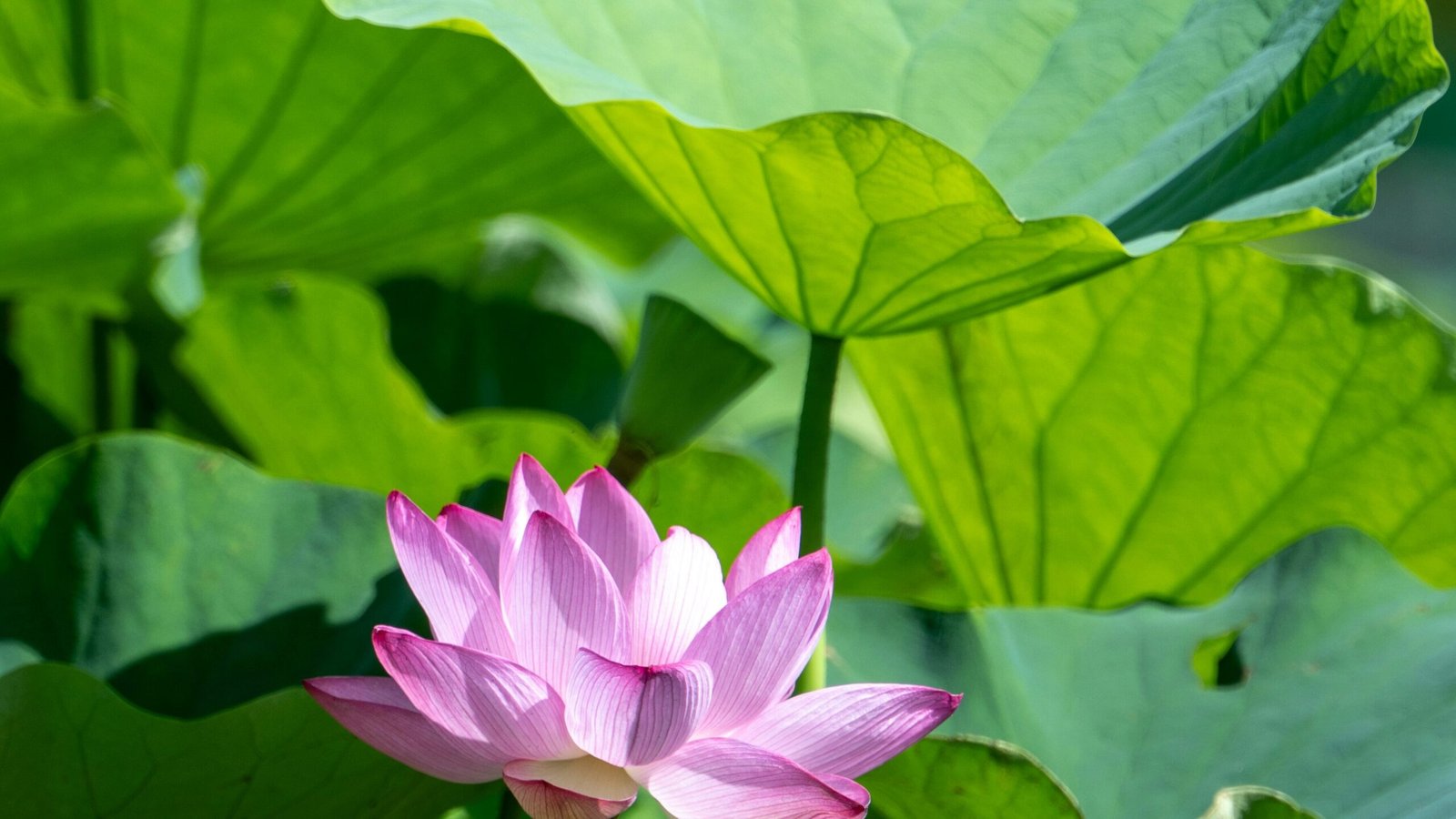 kouji tsuru rkgt4dI0tS0 unsplash edited scaled