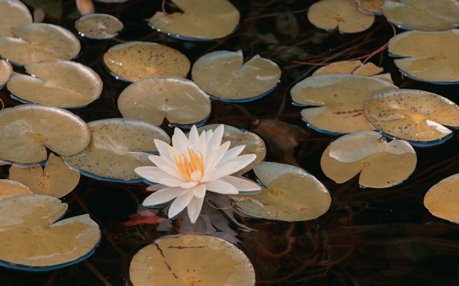 meredith duffield hZYE1qhOYhE unsplash edited scaled