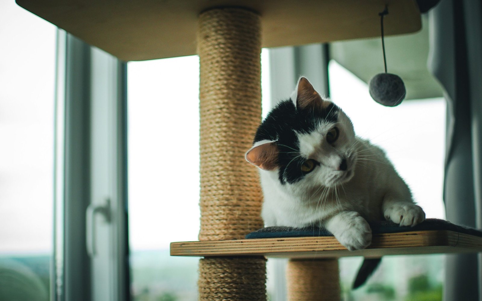 sandra beatrice molnar d1mPiXyGR8 unsplash edited scaled