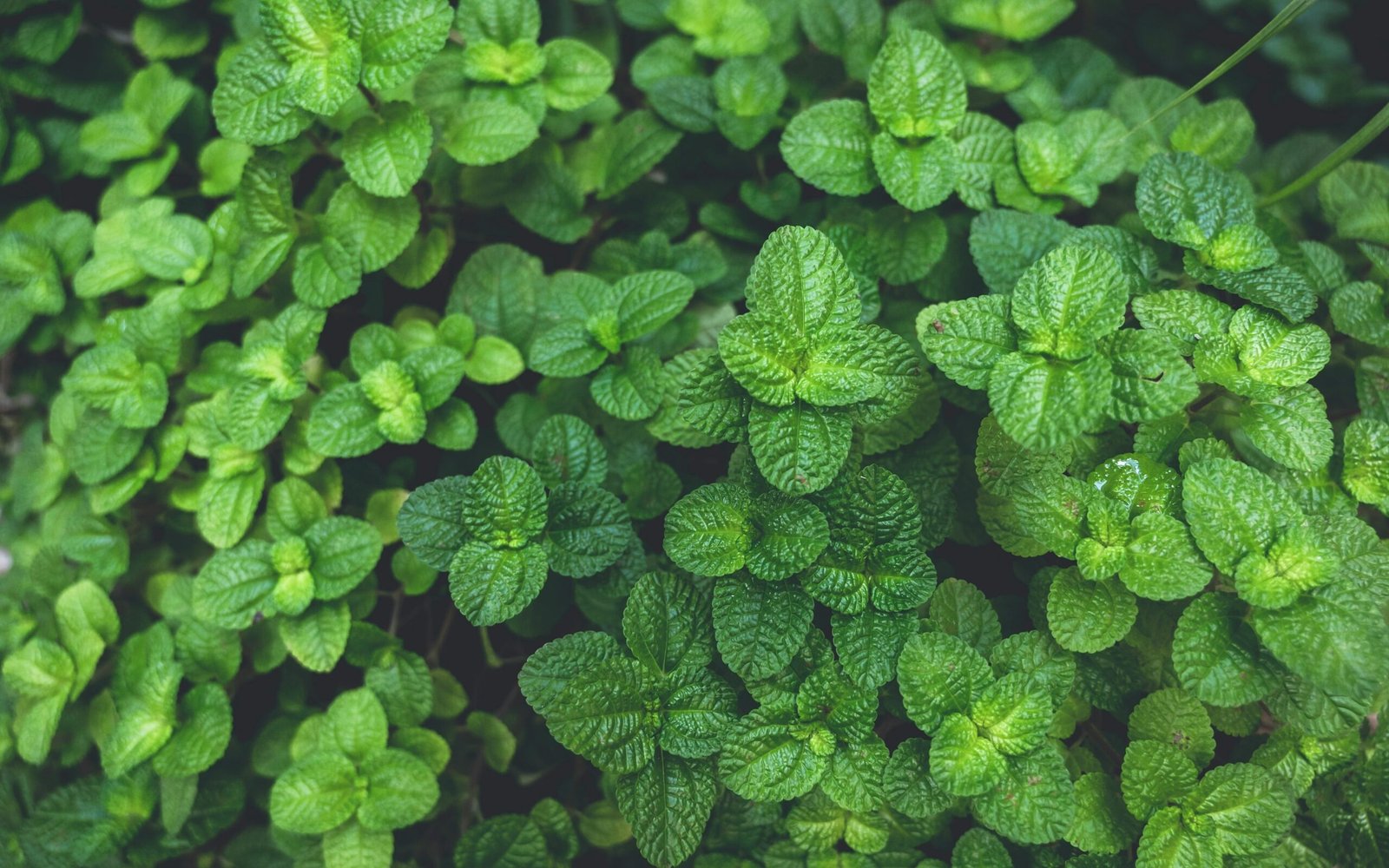 thlt lcx MwV3Mb xW8c unsplash edited scaled