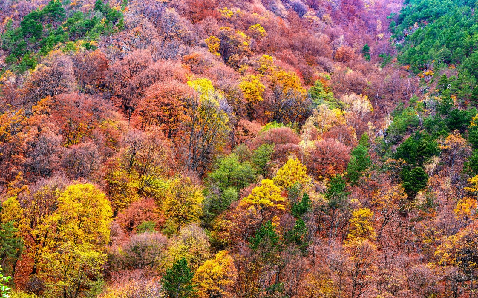 roberto sorin qQwyWrZu zU unsplash edited scaled