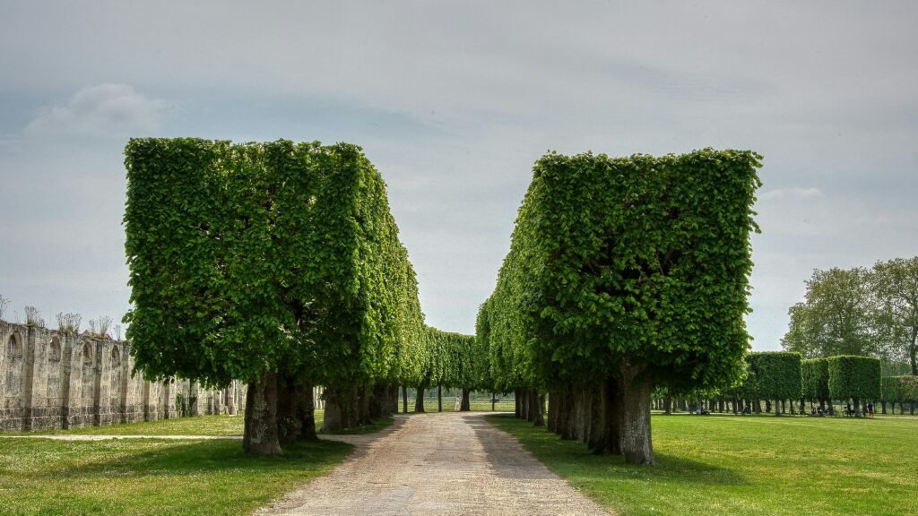 Ideias para melhorar a privacidade no seu terreno: soluções práticas, modernas e eficientes foto micha 0oqrnFaKx8w unsplash