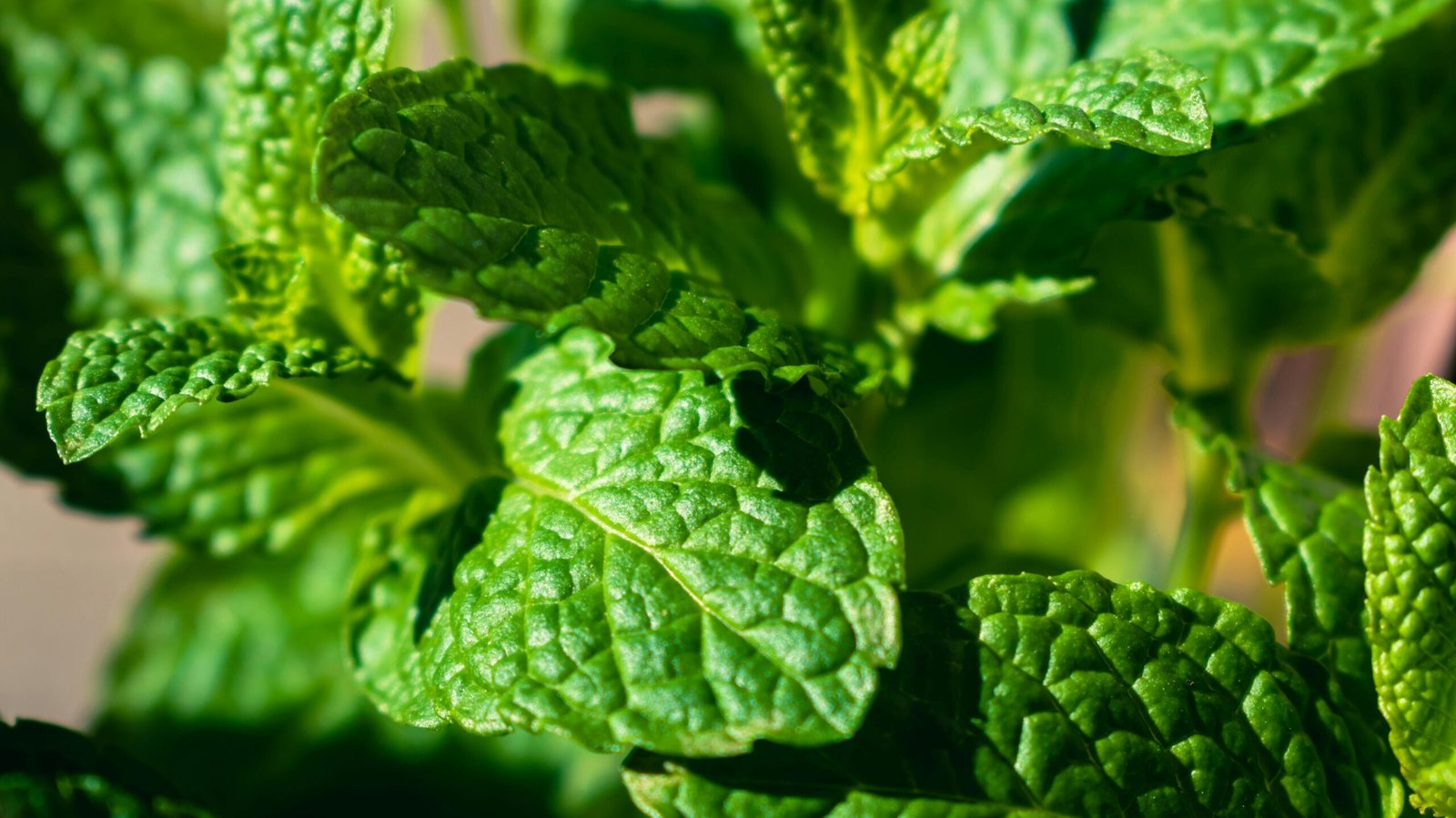 pexels nikiemmert 11864550 edited scaled